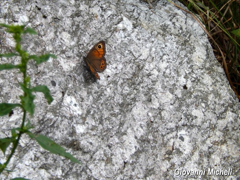 Nymphalidae 3 da ID - Lasiommata maera